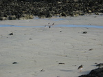 27670 Small birds on beach.jpg